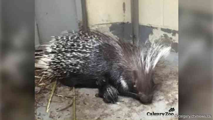 Baby porcupine born at the Calgary Zoo