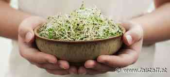 Superfood Sprossen: Top 10 Rezepte