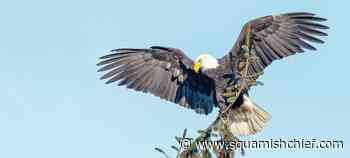 Vancouver Island's first eagle sanctuary to go ahead after funds raised - Squamish Chief