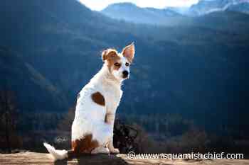 When did Squamish get its first pet store? - Squamish Chief