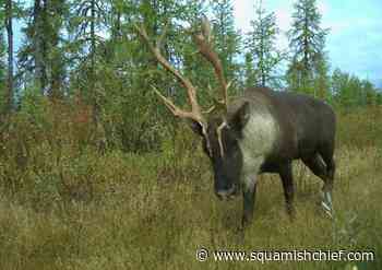 Quebec premier warns Ottawa against unilateral action to protect province's caribou - Squamish Chief