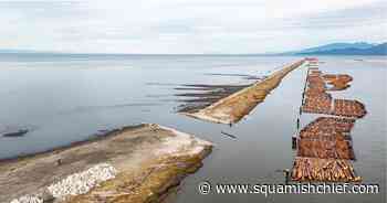Salmon return to BC estuary habitat after 100 years - Squamish Chief