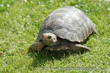 Blackpool Zoo's oldest resident Darwin the tortoise dies aged 105