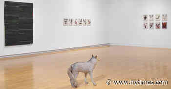 At the Aldrich Museum, the Coyote Takes the Lead