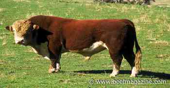 Q&amp;A: Trichomoniasis in Cattle