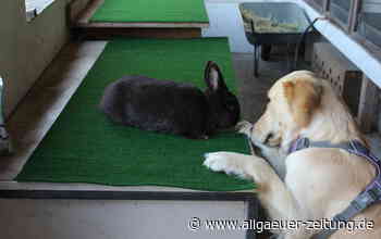 Kaninchen in Memmingen: Kaninchenzuchtverein - Ostern und Osterhase - Allgäuer Zeitung