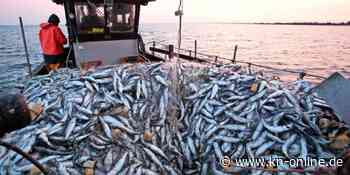 Auch Fisch wird teurer – und manche Sorten womöglich bald knapp