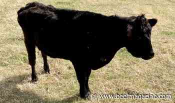 Johne’s Disease sneaks up on cattle