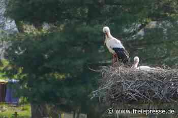 Storchenpaare in Penna und Frankenberg haben die Horste bezogen - freiepresse.de