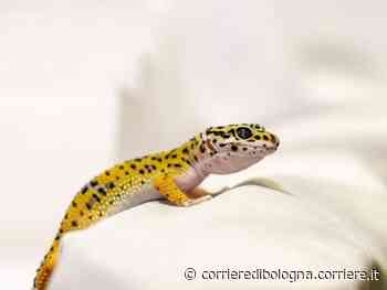 Modena, geco morto: a processo titolare di un negozio di animali - Corriere