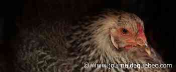 Deux cas de grippe aviaire au Québec