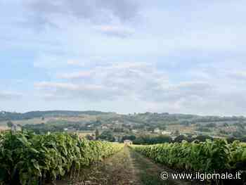 Il maxi investimento sulla filiera del tabacco: Philip Morris premia il Made in Italy