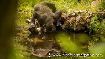 Climate Change is Making Mountain Gorillas Thirstier