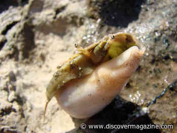 Cone Snail Venom is a Wellspring of Untapped Potential for Chronic Pain Treatment