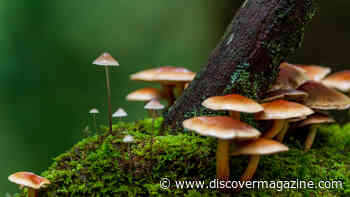 If Fungi Could Talk: Study Suggests Fungi Could Communicate in Structure Comparable to Humans