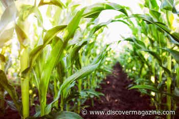 What Did the Transition From Hunter Gatherer to Farming Really Look Like?