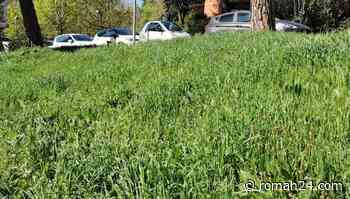 Da Nuovo Salario a Cinquina: erba alta e allarme forasacchi. Zocchi: "Iniziato il piano diserbo" - Montesacro - romah24.com