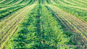 Erba medica essiccata, non è solo un problema energetico - Ruminantia