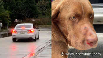 Man Arrested After Shooting Dog in Face at South Florida Park, Fleeing: Police