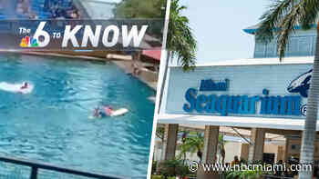 6 to Know: Video Shows Dolphin Attacking Trainer at Miami Seaquarium