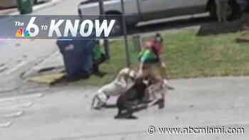 6 to Know: Dogs Tied to Several Attacks in Naranja Neighborhood