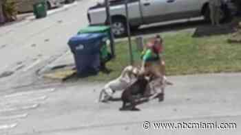 ‘A Nightmare': Dogs Tied to Several Attacks in Naranja Neighborhood