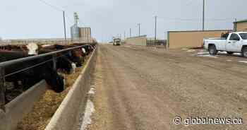 Feedlot operators continue to deal with worker shortage
