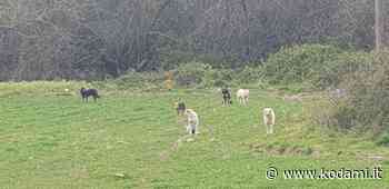 12 cani liberi registrati e reimmessi sul territorio a Capua: un esempio di convivenza - Kodami