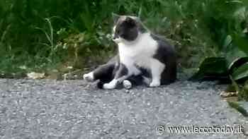 I gatti di via Sassi saranno spostati nel gattile di Villa Gomes - LeccoToday