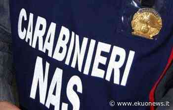 Nas, scoperti ovini macellati clandestinamente: scatta il blocco per 150 capi. Fermo anche per 3 allevamenti di bovini - ekuonews.it