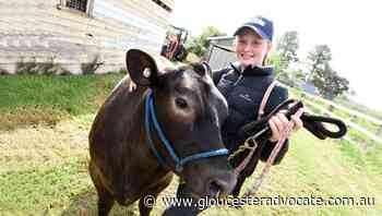 Wingham Beef Week 2016 to 2018 - Gloucester Advocate