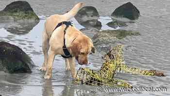 Finley's adventures - having a ball on Wingaersheek Beach in Gloucester - Wicked Local