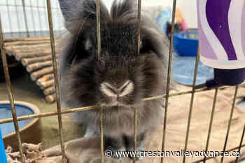 Abundance of bunnies sparks BC shelter appeal for foster homes – Creston Valley Advance - Creston Valley Advance