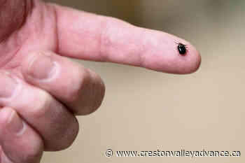 The BCCDC needs your help identifying ticks and limiting Lyme disease – Creston Valley Advance - Creston Valley Advance