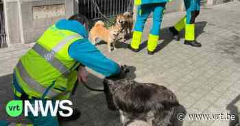 Brandweer redt drie honden uit brandende loft in Koekelberg - VRT NWS