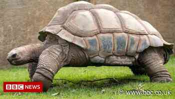 Blackpool Zoo's 'irreplaceable' giant tortoise dies aged 105