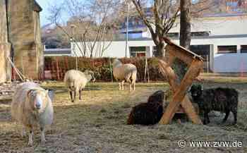 Was es mit den Schafen neben der evangelischen Kirche in Kernen auf sich hat - Kernen - Zeitungsverlag Waiblingen - Zeitungsverlag Waiblingen