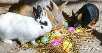 Von Oster-Eseln und Oster-Hasen: An den Feiertagen den Zoo Heidelberg besuchen - Rhein-Neckar Zeitung