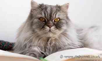 Cats know name of their owner and can recognise monikers of their feline friends, research shows 