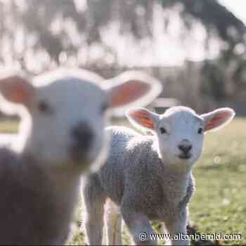 Farm to bring some woolly good fun to Museum of Farnham this Easter! | altonherald.com - Alton Herald