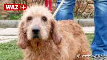 Fundhündin Diana kam aus Frankreich nach Witten - WAZ News