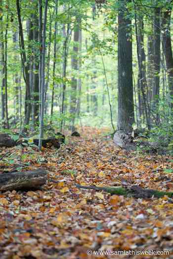 Celebrating 50 years of the Mandaumin Woods Nature Reserve - Sarnia and Lambton County This Week