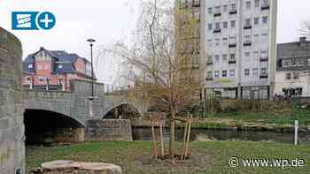 Meschede: Warum an der Ruhrbrücke eine Weide gepflanzt wurde - WP News