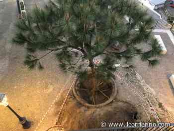 Meta, è polemica fra il WWF e il Sindaco Tito - Spostato il pino della Piazzetta Gradoni dei Pescatori per far posto ad un chiosco - IlCorrierino.com