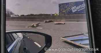 Dead pigs spill across M18 in lorry crash 'massacre' - Grimsby Live