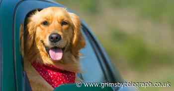 Vet's tips on keeping your dog safe this Easter - Grimsby Live - Grimsby Live