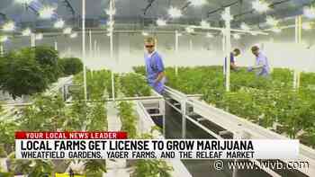 3 local cannabis growers get green light