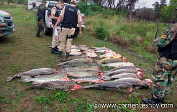 Incautaron 500 kilos de pescados depredados de aguas del Paraná - CorrientesHoy.com