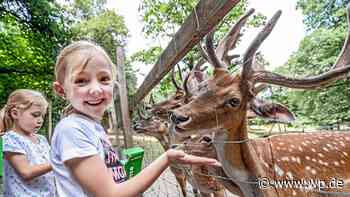 Siegen: Das sind die besten Ausflugstipps für Familien - WP News