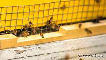 Parasitic mites cause anxiety for beekeepers